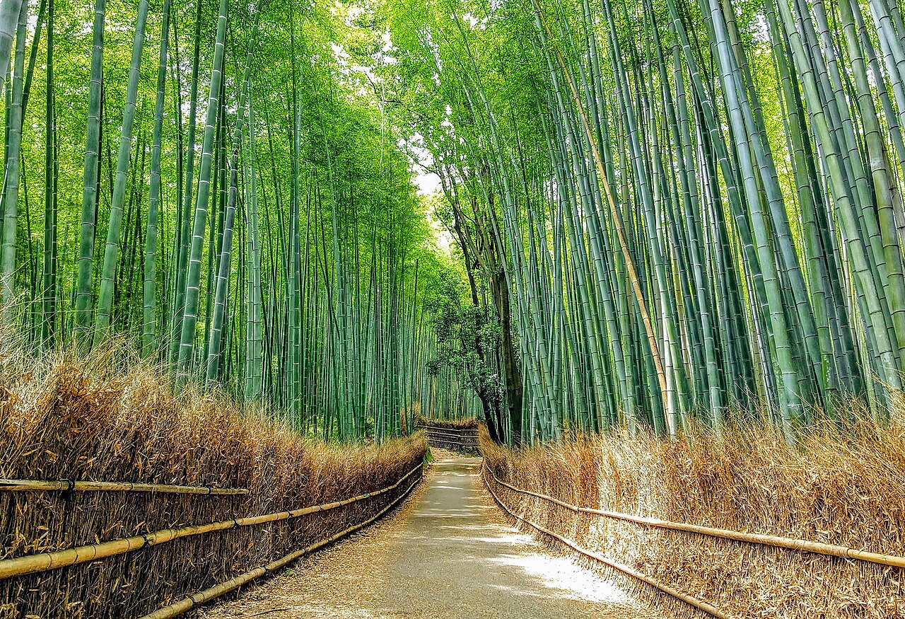 竹林小径（竹林之道） 参考图 1